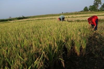 नवलपरासीपूर्वका किसानलाई चैतेधान भित्र्याउने चटारो       